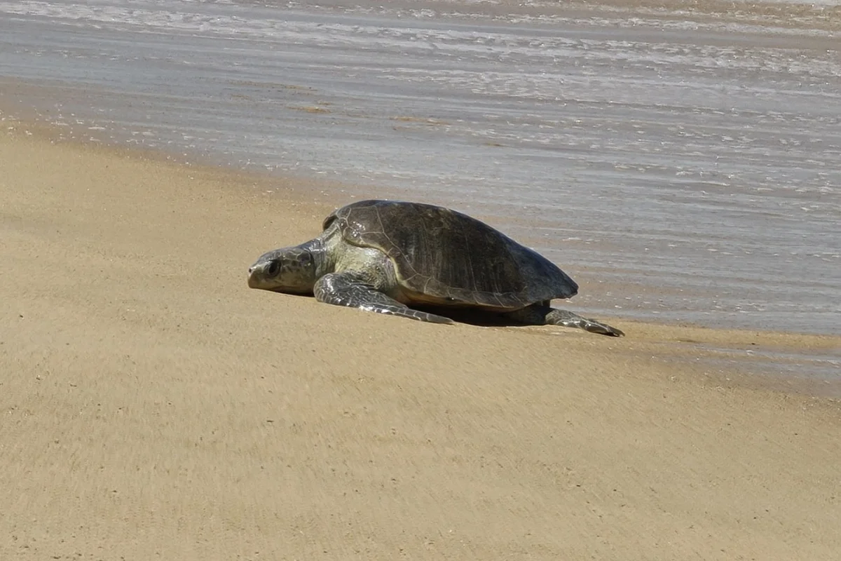 olive ridley nesting beach at the Playa Hermosa Punta Mala wildlife refuge Costa Rica